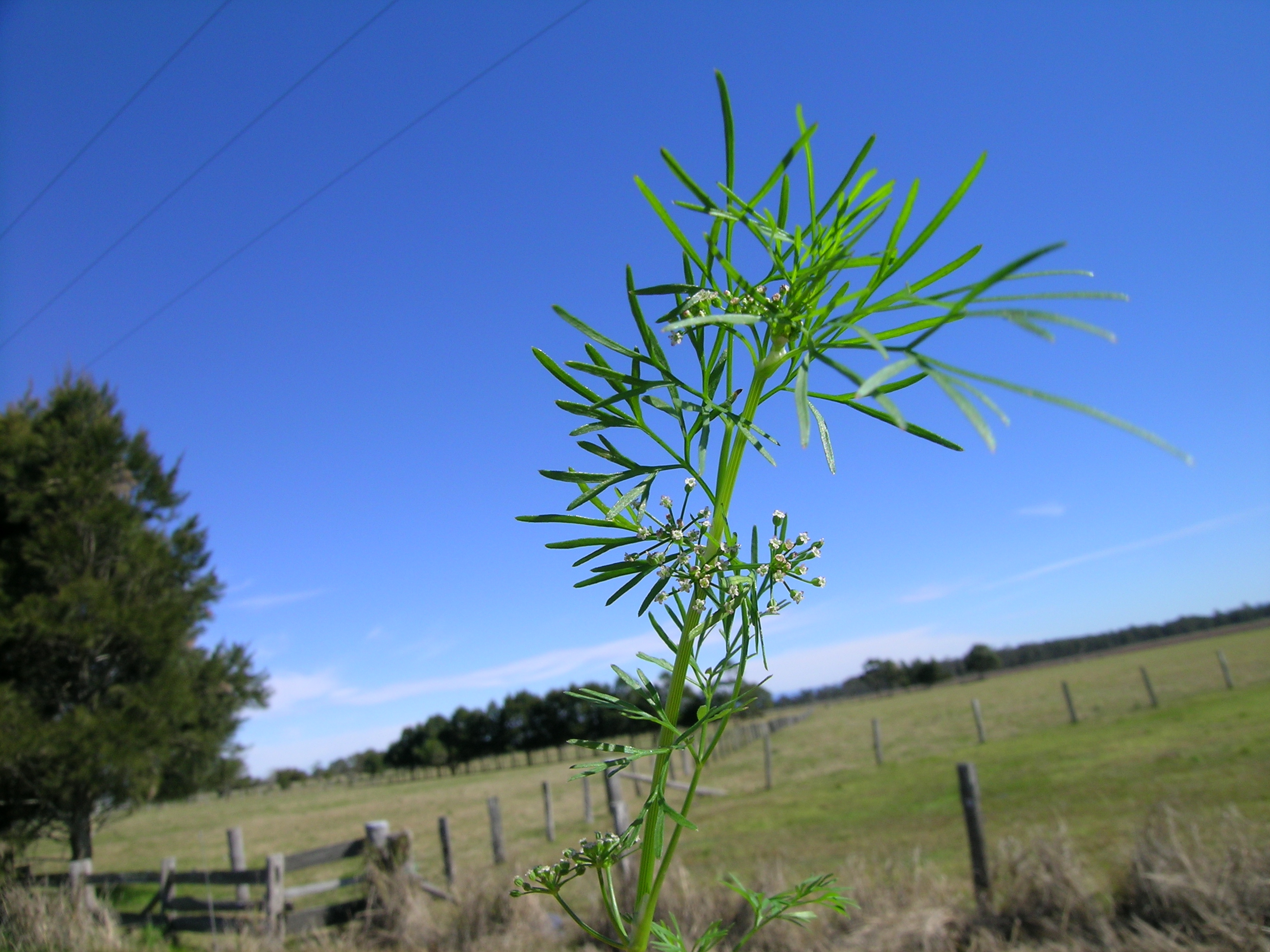 Cyclospermum leptophyllum