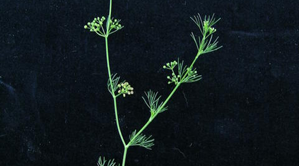 Cyclospermum leptophyllum