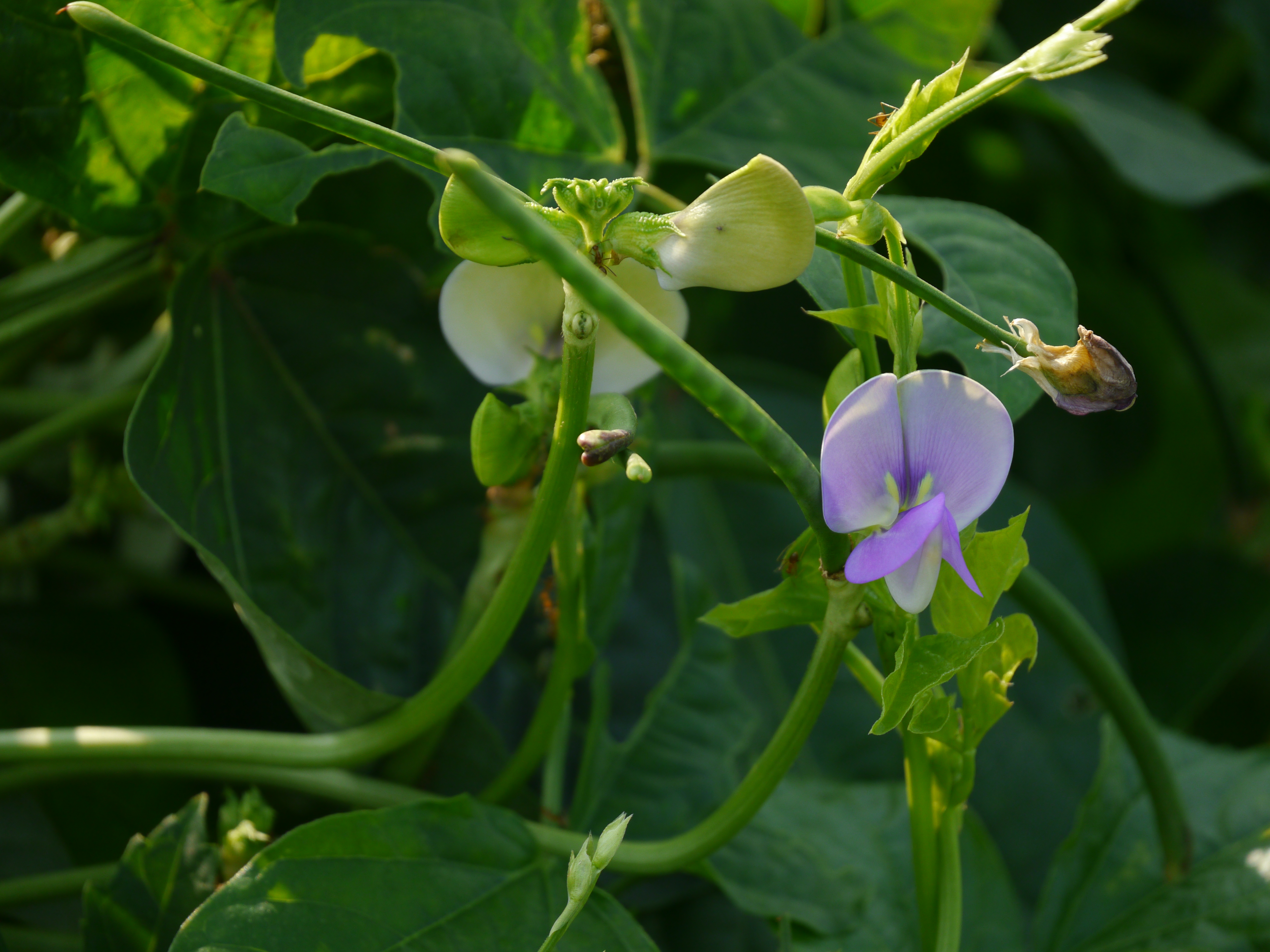 Vigna unguiculata